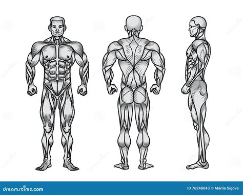 Human Body Anatomy Side View ~ Anatomy Muscles Human Body Physiology ...