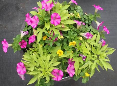 Sweet Potato Vine Varieties • Cut and Dried Flower Farm