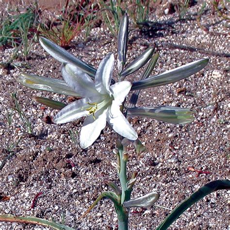 Desert Lily – Flower Essence Services