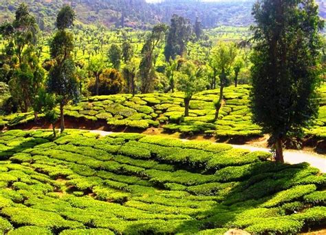 Ooty tea gardens photos