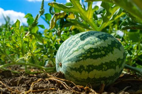 What To Expect During The 9 Different Watermelon Growing Stages