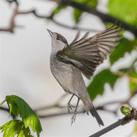 Eurasian Blackcap | BirdForum