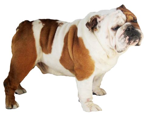 Bulldog PNG Transparent Images | PNG All