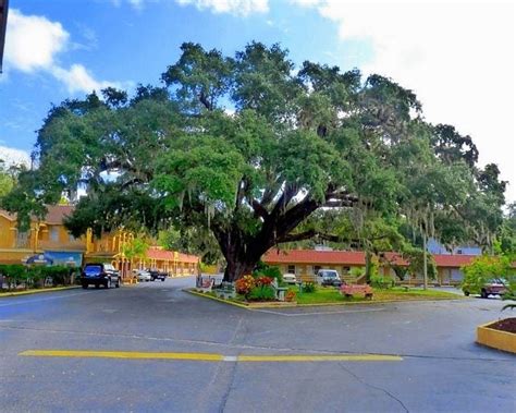 Focus on Natives: Live Oaks and Spanish Moss - Birds and Blooms