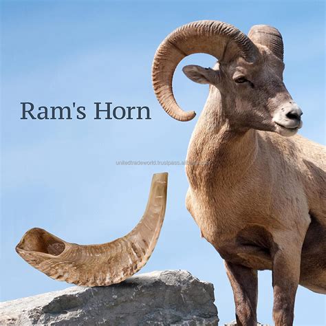 Natural Ram Shofar Horn For Jewish Religious Purposes Best Ram Shofar ...