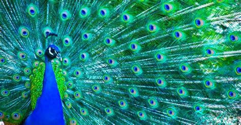 Can Peacocks Fly? - A-Z Animals