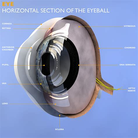 Eye Anatomy - Understand how your eyes work to produce one of the most ...