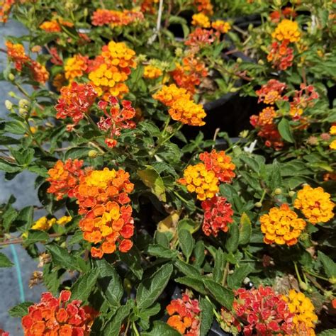 Lantana ‘Spreading Sunset’ = Trailing Orange Sunset in 2021 | Lantana, Ground cover, Sunset