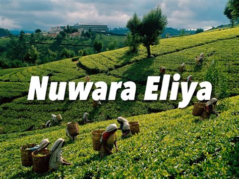 Nuwara Eliya Sri Lanka Travel Guide