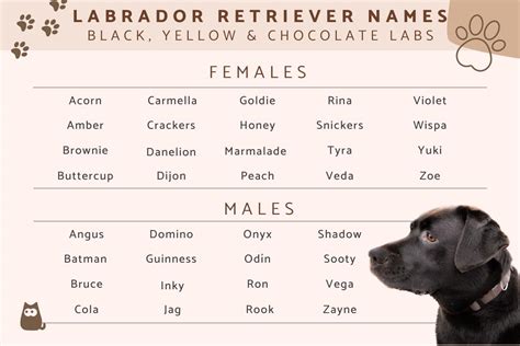 Are Good Female Black Labrador Retriever Names