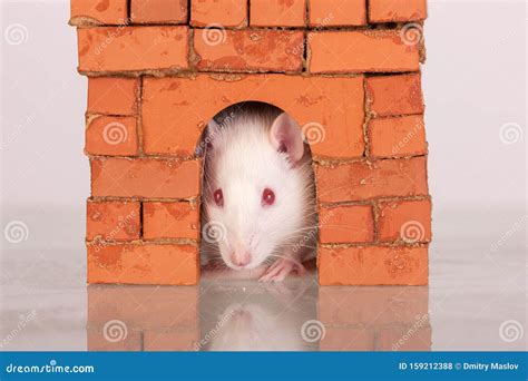 Rat in a brick house stock photo. Image of brick, white - 159212388