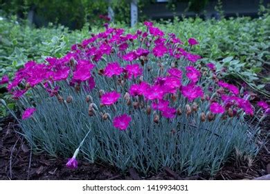 Firewitch Dianthus Stock Photos - 72 Images | Shutterstock