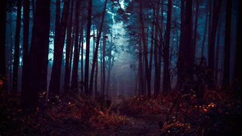 Forest Wallpaper 4K, Fog, Morning, Dark, Path, Autumn