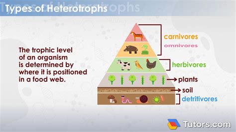 Heterotrophs | Definition, Types & Examples