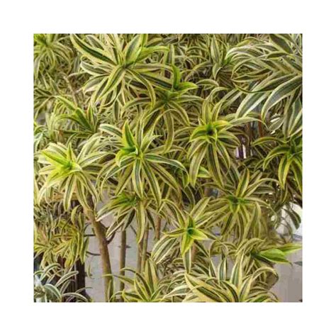 Buy Song Of India Plants Online at lowest price