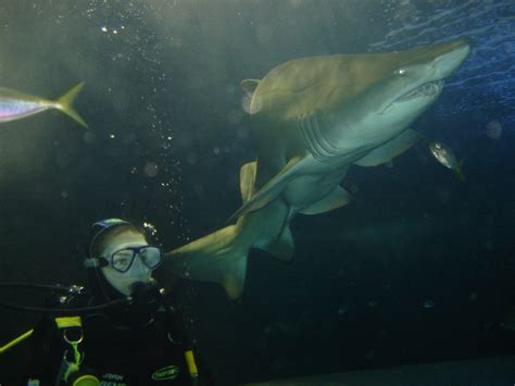 File:Oceanworld Manly Shark Dive Extreme.jpg - Wikipedia