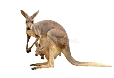 Kangaroo isolated stock photo. Image of side, tail, baby - 33555318