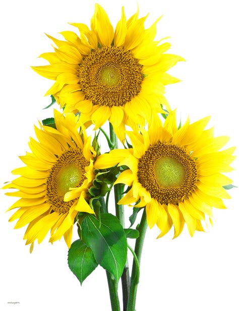 Sunflower PNG Images Transparent Background | PNG Play