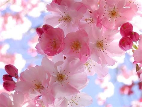 Free Spring Screensavers And Wallpapers | Beautiful flowers, Flower pictures, Cherry blossom ...