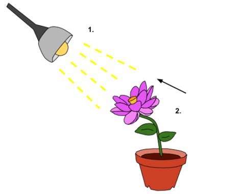 Difference Between Plant Hormones and Plant Growth Regulators | Compare the Difference Between ...