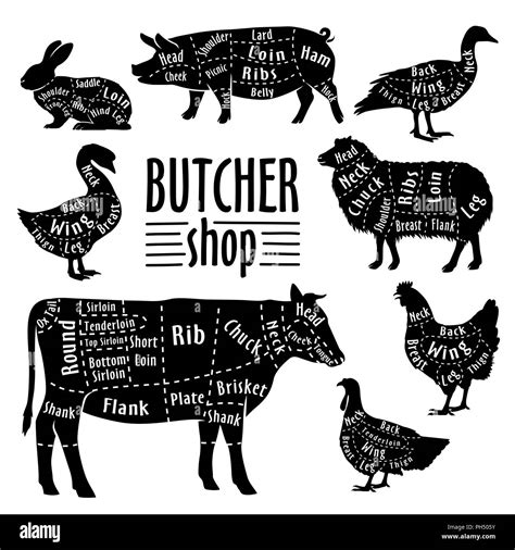 Cut of animals meat, diagram for butcher. Meat cut set Stock Vector Image & Art - Alamy