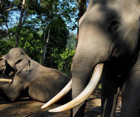 Sumatran elephant found dead with missing tusks in Indonesia