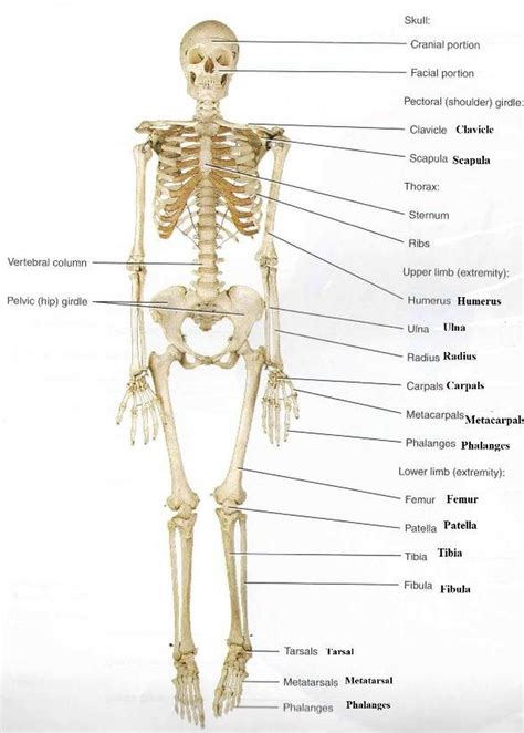 Pictures Of Appendicular Skeleton