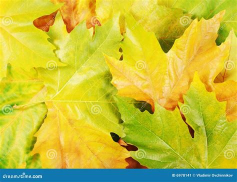 Autumn Sycamore Leaves Stock Image - Image: 6978141