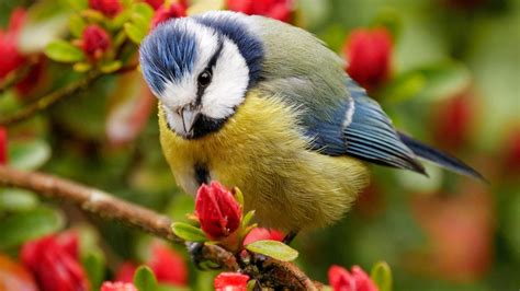 birds flowers Wallpapers HD / Desktop and Mobile Backgrounds