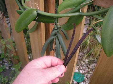 Live Rooted Vanilla Bean Orchid Plant. Grows Beans!!! | Orchid care ...