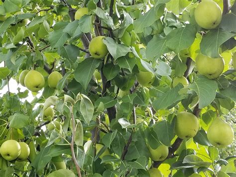 Here comes the 2018 apple & pear harvest! - General Fruit Growing - Growing Fruit