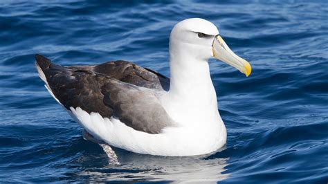 Pin de Ine Braat em ALBATROSS | Aves marinhas, Gaivota, Aves