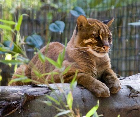 Bay cat – a mysterious cat from Borneo | DinoAnimals.com