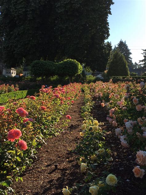 Peninsula Park Rose Garden | Kristi Does PDX: Adventures in Portland, OR