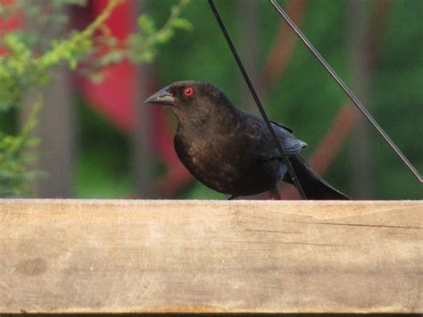 eBird Checklist - 12 May 2023 - Residence, Benbrook, Texas - 1 species