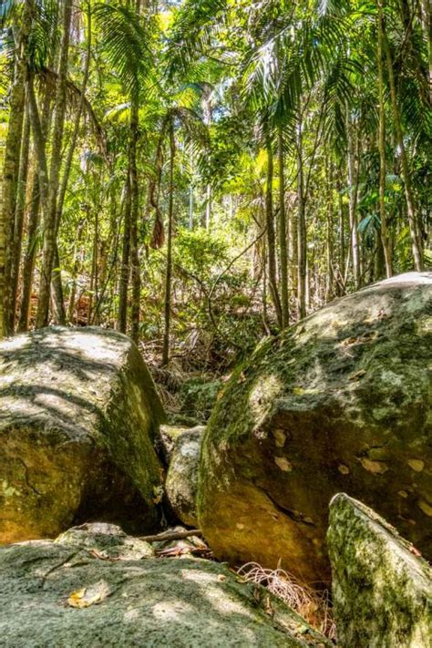 Mt Tamborine Rainforest Skywalk on the Gold Coast