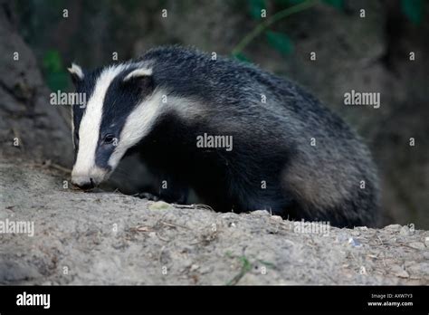 Badger sett hi-res stock photography and images - Alamy