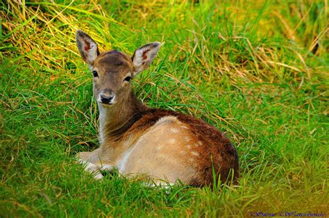 Fawn Fallow Deer. | Fawn Fallow Deer. Cute or what !!. Copyr… | Flickr