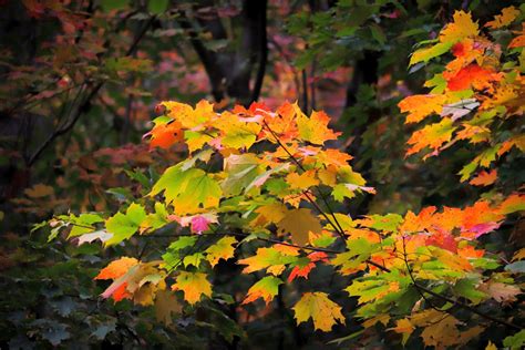 Autumn Leaf Colors Map: 2023 Fall Color for the US - Footsteps in the Forest