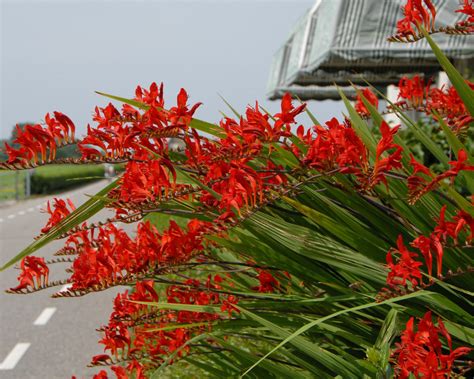 Crocosmia 'Lucifer' corms (Montbretia) — Buy red Crocosmias online at ...