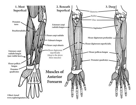 Muscles of the Arm and Forearm (Anterior) (Advanced)