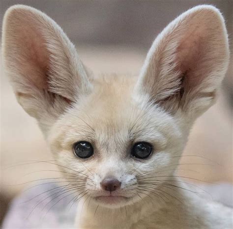 Amazing Nature - Cute Fennec Fox | Facebook