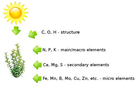 Aquarium: Algae prevention part 1 - Plants biology