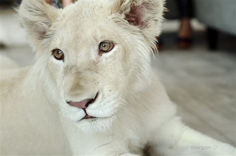 Wildlife Photography White Lions