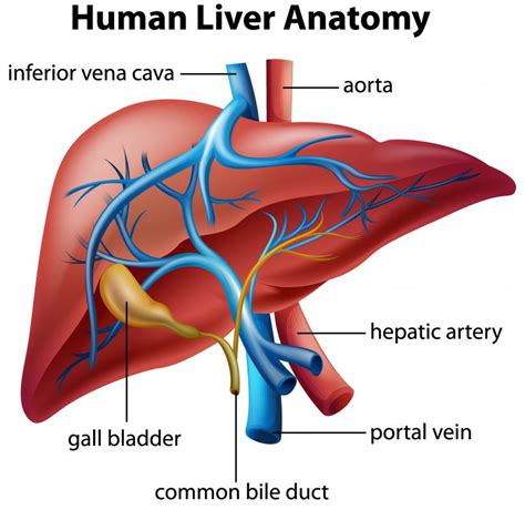 Hepatic Portal System Function - cloudshareinfo