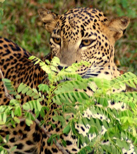 Discover-SriLanka: SRI LANKA - LEOPARD [ YALA NATIONAL PARK ]