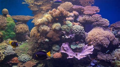 Coral World Underwater Observatory Aquarium in Eilat | Expedia