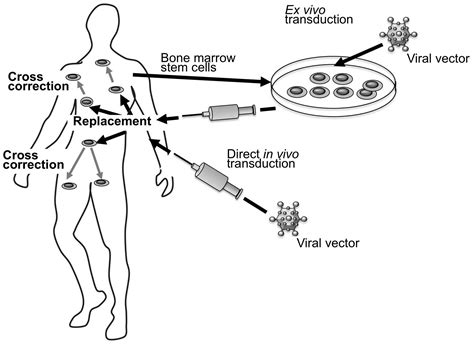 Pompe Disease Gene Therapy - Captions Pages