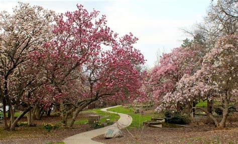 Spring Blossoms at Eden Park · 365 CINCINNATI