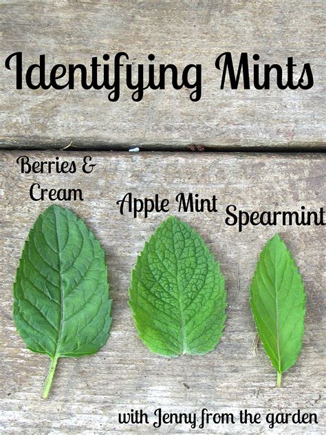 Identifying Mint Plant Varieties